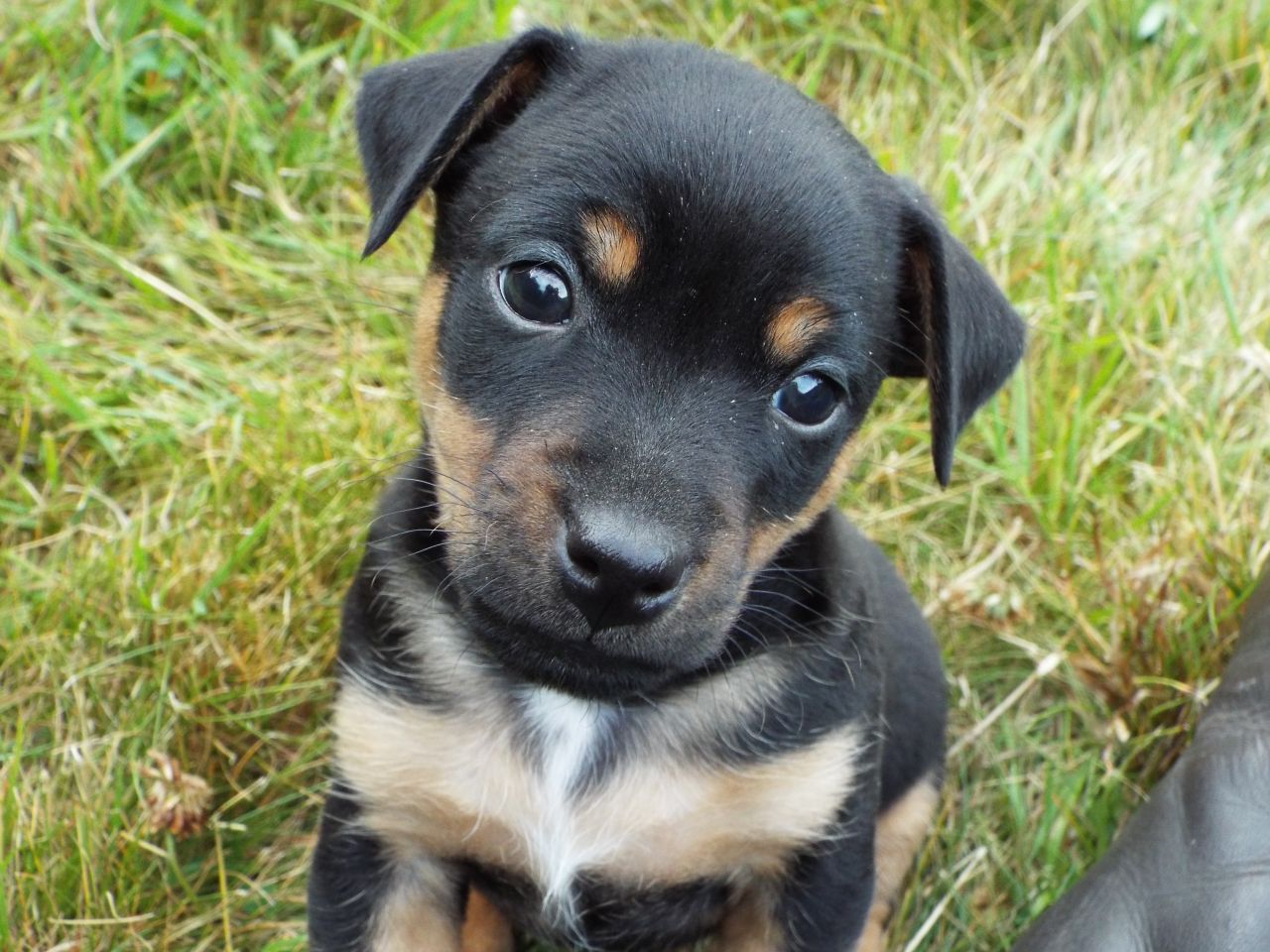Black And Tan Jack Russell Puppies For Sale Uk - trackerload